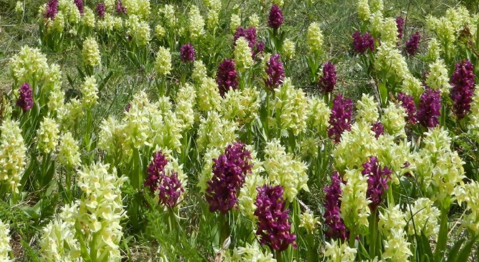 Giardino delle Orchidee Spontanee del Mediterraneo, Ladispoli, Italy, Italy